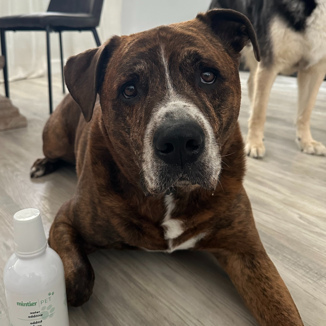 Pet Water Additive with Hyaluronic Acid